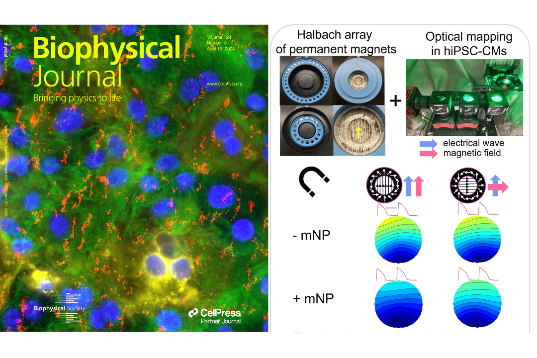 Left: The April 15th cover of Biophysical Journal shows human cardiomyocytes (green, blue, yellow) with magnetic nanoparticles, mNPs (red). Right: A Halbach array of magnets was used to control the speed of cardiac waves, which were optically mapped.