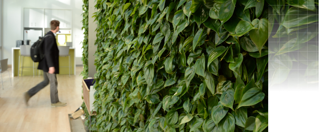 view of a green wall in the science and engineering hall